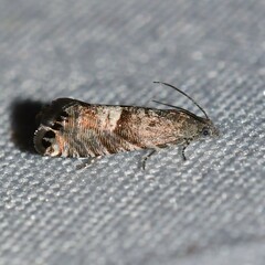 Sereda tautana