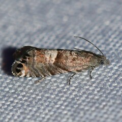 Sereda tautana