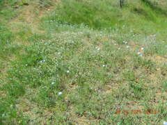 Astragalus ucrainicus