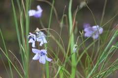 Wahlenbergia undulata