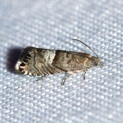Sereda tautana