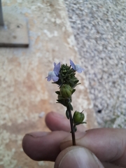 Plantaginaceae