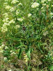 Phlomoides tuberosa