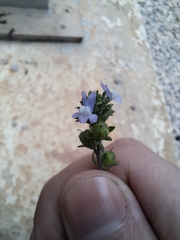 Plantaginaceae