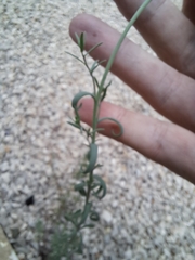 Plantaginaceae