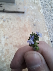Plantaginaceae