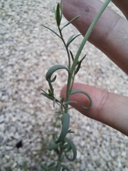 Plantaginaceae