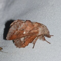 Phyllodesma occidentis