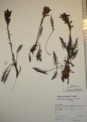 Pedicularis sudetica interior