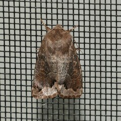 Orthosia garmani