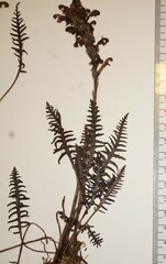 Pedicularis sudetica interior