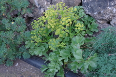 Astydamia latifolia