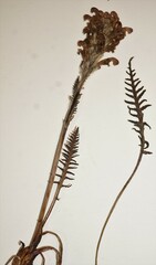 Pedicularis sudetica interior