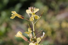 Raphanus raphanistrum