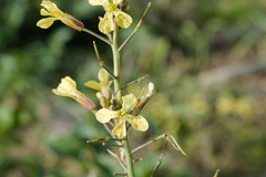 Raphanus raphanistrum