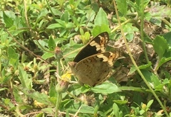 Junonia orithya wallacei