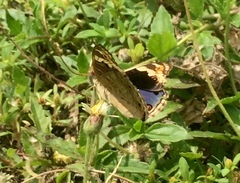 Junonia orithya wallacei
