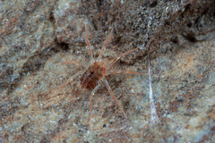 Erythracaridae