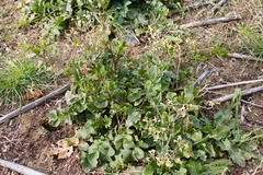 Raphanus raphanistrum