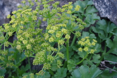 Astydamia latifolia