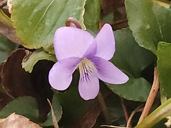 Viola missouriensis