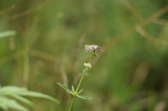 Burnsius orcynoides
