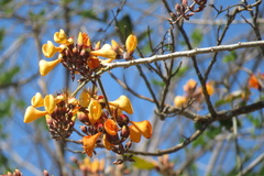 Erythrina fusca
