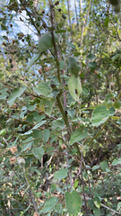 Abutilon trisulcatum