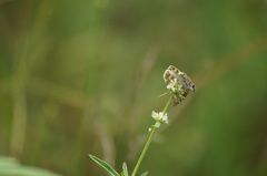 Burnsius orcynoides