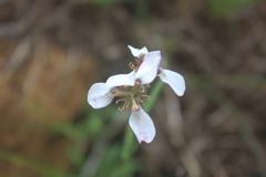 Moraea