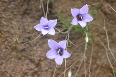Wahlenbergia undulata
