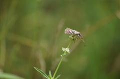 Burnsius orcynoides