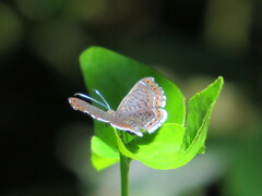 Detritivora gynaea