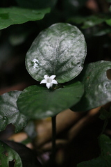 Geophila