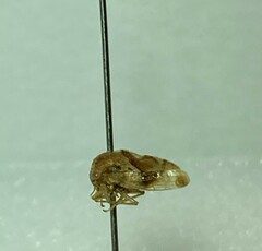 Cyrtolobus gramatanus