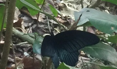 Papilio memnon agenor