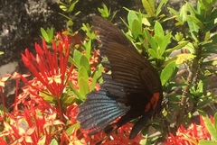 Papilio memnon agenor