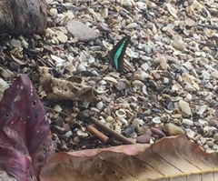 Graphium sarpedon luctatius