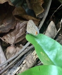 Jamides celeno aelianus