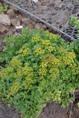 Astydamia latifolia
