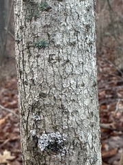 Chionanthus virginicus