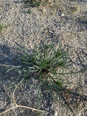 Chaenactis fremontii