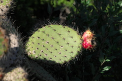 Opuntia oricola