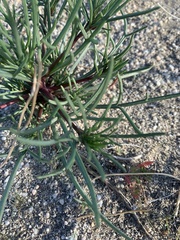 Chaenactis fremontii