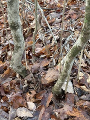 Chionanthus virginicus