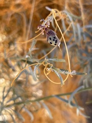 Cuscuta psorothamnensis