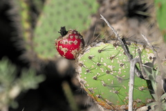 Opuntia oricola