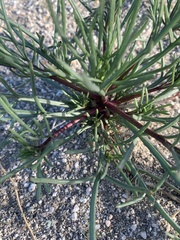 Chaenactis fremontii