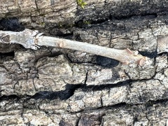 Chionanthus virginicus