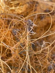 Cuscuta psorothamnensis